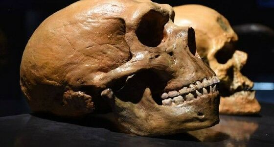 Neanderthal 38441