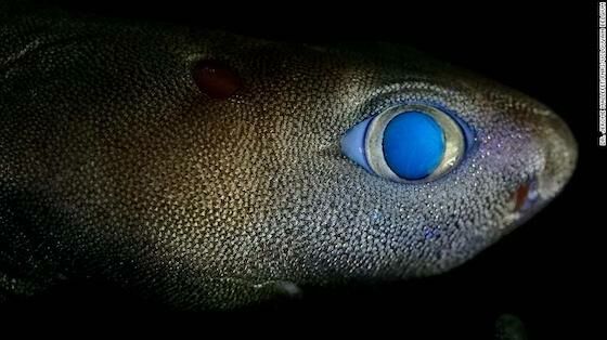 Contoh Ikan Laut Dalam 347a7