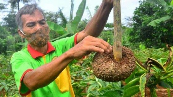 Petani Porang Desa Durenan F9ddd