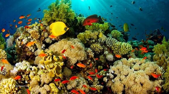 Tempat Wisata Indonesia Yang Mendunia 7 5ca23