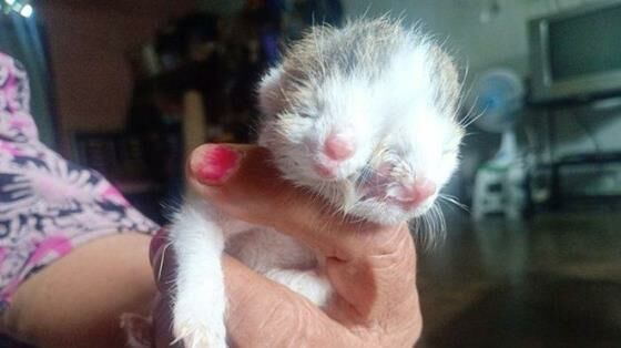 Bayi Kucing Berwajah Dua Milik Surati Warga Asal Sri Pemandang Kecamatan Sungailia F2b4f