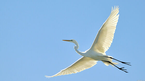 7 Foto Burung