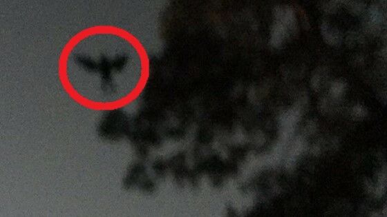 Monster Mengerikan Tertangkap Kamera 3 F4114