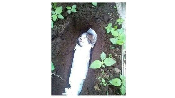 Anak Kucing Terkubur A3c71