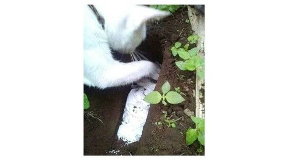 Kucing Kubur Anaknya 7c265
