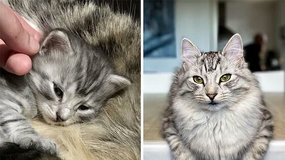 Foto Kucing Lucu Imut 9384a