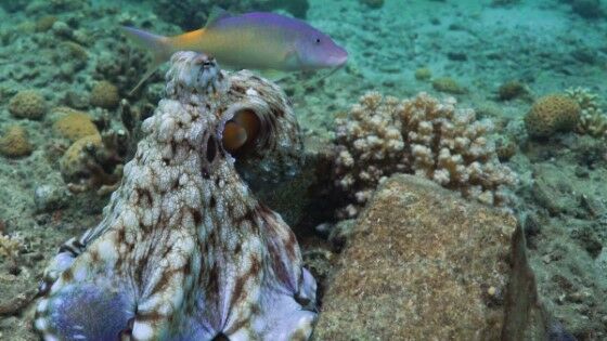 Gurita Pukul Ikan Tanpa Sebab D001c