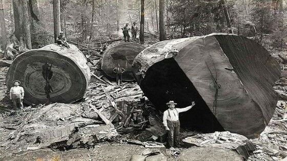 Pohon Sequoia Fd88c