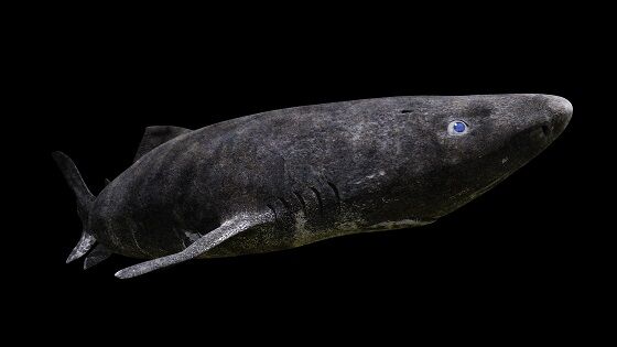 Greenland Shark LiveScience 1c85c