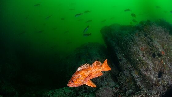 Rougheye Rockfish LiveScience Dfb67