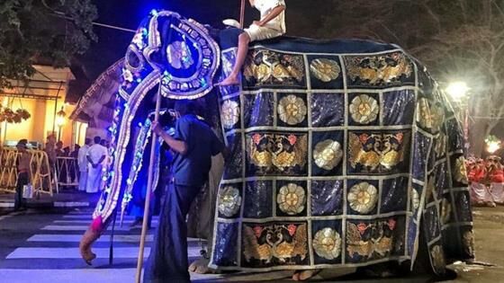 Gajah Karnaval Kurus C7ace