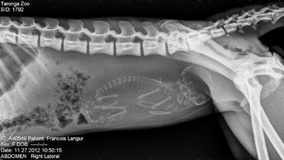 Gambar X Ray Binatang 3
