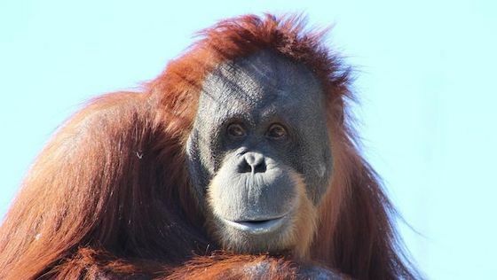 Orangutan Kalimantan Fa6fd