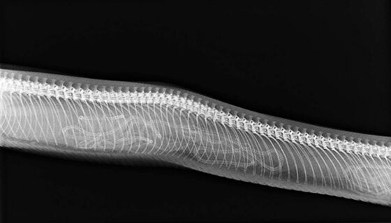 Gambar X Ray Binatang 4