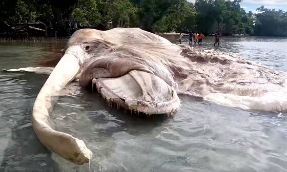 Gajah Mina 4 6aa33