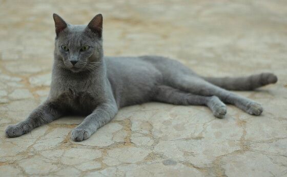 Kucing Busok Madura 4 Ac42c