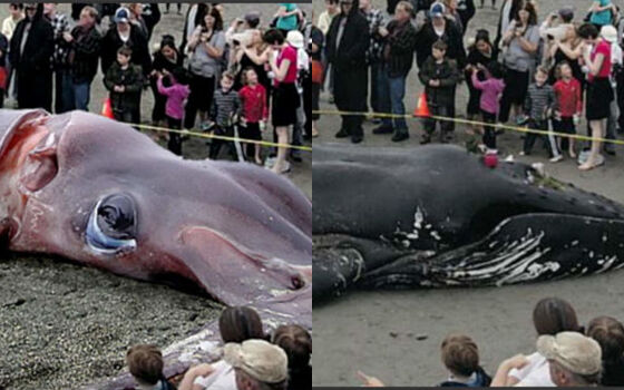 Foto Viral Hoax 7 71b14