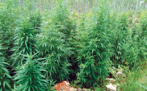 Ganja Mengandung Dna Alien 1 8756d