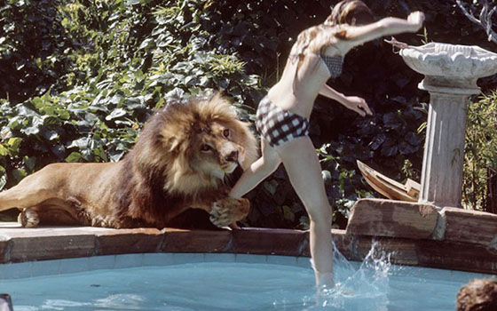 7 Film Dengan Adegan Berbahaya Yang Mengerikan Hampir Dimakan Singa 
