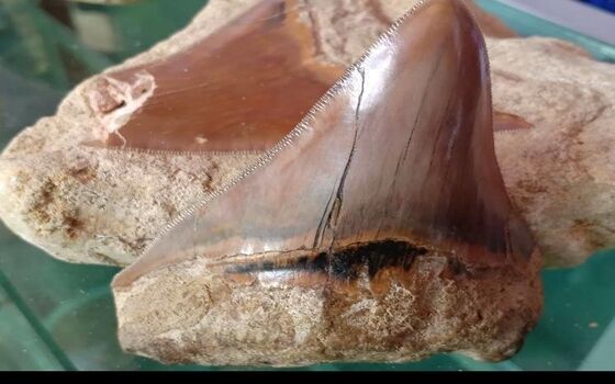 Fosil Megalodon Dan Hewan Purba Ditemukan Di Sukabumi Cffcd