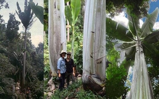 Pisang Terbesar Di Dunia Ada Di Indonesia Musa Ingens 0c85f