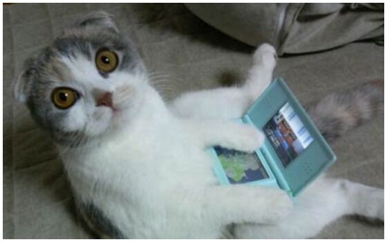 Potret Kucing Bertingkah Seperti Manusia Ds 9750a