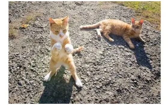 Potret Kucing Bertingkah Seperti Manusia Kucing Berantem D680d