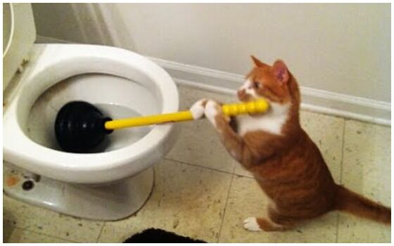 Potret Kucing Bertingkah Seperti Manusia Kucing Bersih2 Toilet C7240