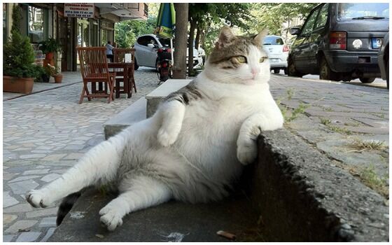 Potret Kucing Bertingkah Seperti Manusia Kucing Santai 9a61f