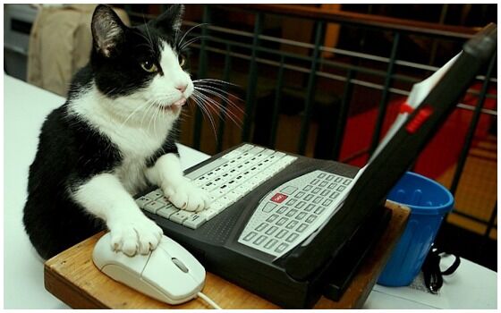 Potret Kucing Bertingkah Seperti Manusia Laptop 5443c