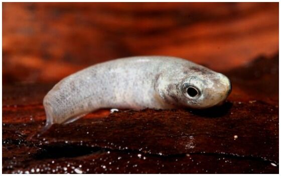 Ikan Yang Bisa Napas Di Daratan Mangrove Rivulus 7fe8c