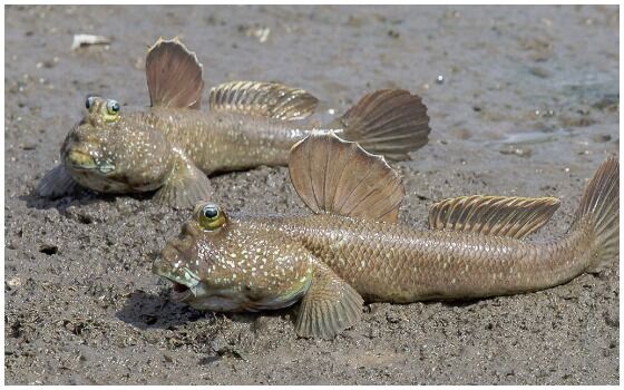 Ikan Yang Bisa Napas Di Daratan Mudskipper 11f39