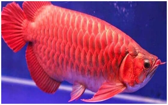 Ikan Purba Yang Masih Hidup Di Indonesia Ikan Arwana Super Red E1e31