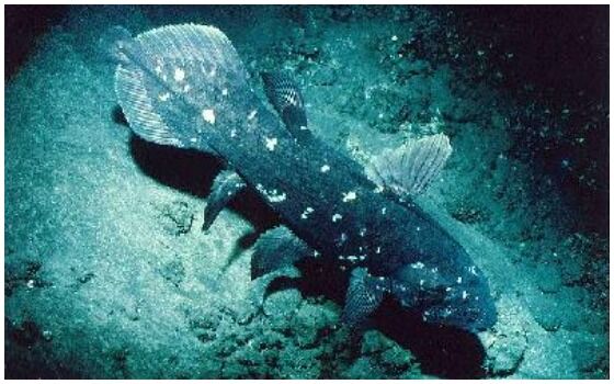 Ikan Purba Yang Masih Hidup Di Indonesia Ikan Coelacanth Ed9f0