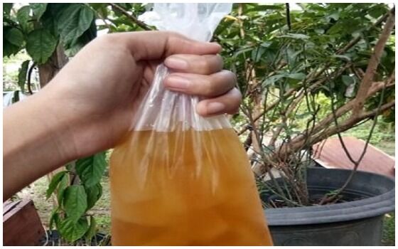 Kebiasaan Orang Indonesia Yang Dianggap Aneh Orang Bule Minum Dari Plastik 22312