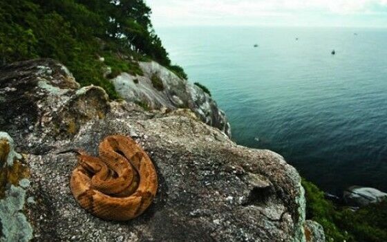 Snake Island 0e4f3