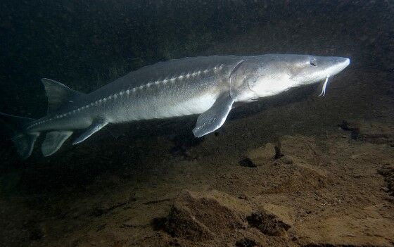 Ikan Sturgeon Putih 1cd6b