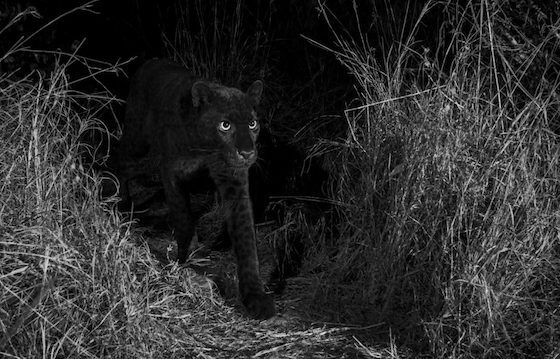 Panther Hitam E2d11