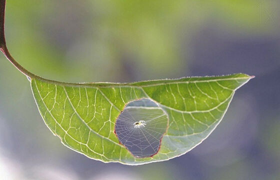 Foto Tanpa Photoshop Keren Banget 1