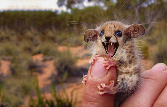 Australian Pygmy Cheesum Foto Photoshop Unik Gabungan Hewan