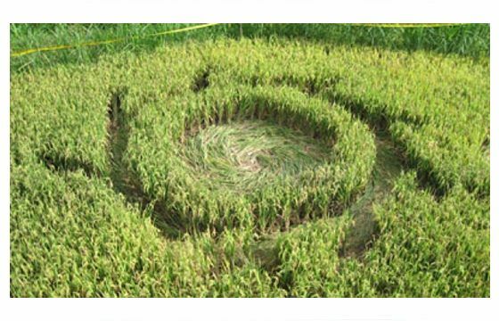 Crop Circle 7dbd7