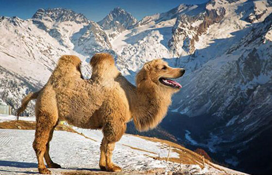The Golden Camel Foto Photoshop Unik Gabungan Hewan