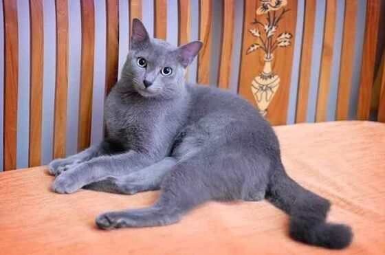 Kucing Busok Madura 3 88eda