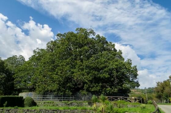 Pohon Tertua Di Indonesia Yang Masih Hidup 7d0c2
