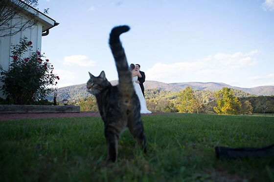Photobomb Kucing 3