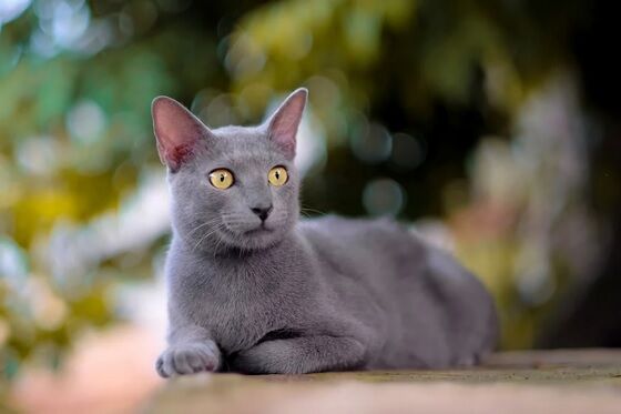 Kucing Busok Madura 1 2b09b