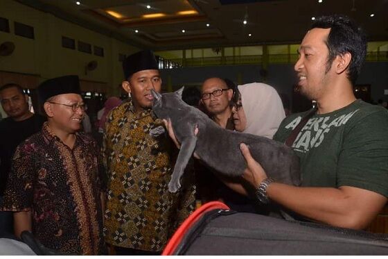Kucing Busok Madura 5 C32aa