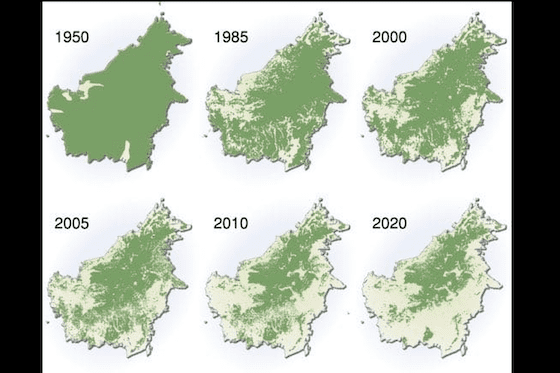 Parahnya Kerusakan Hutan Kalimantan 65d08