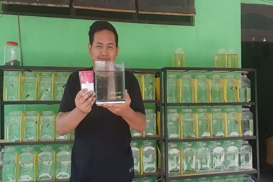 Barter Ikan Cupang Dengan Emas 2161f