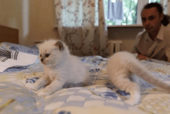 Kucing